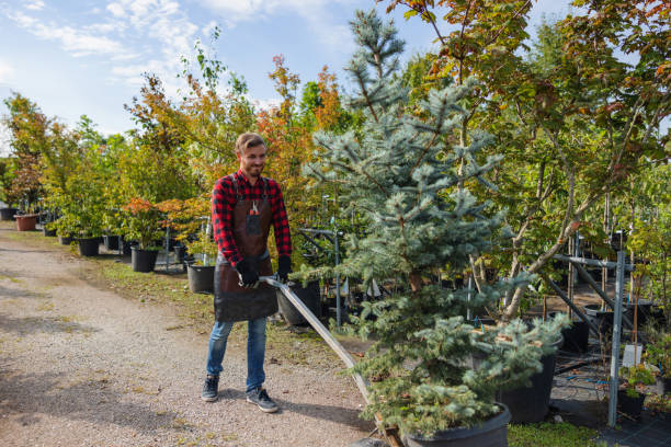 Port Jefferson Station, NY Tree Removal and Landscaping Services Company